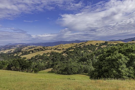 Adoption in Santa Rosa