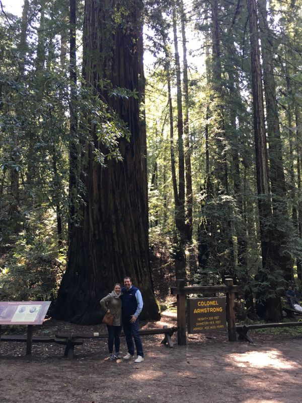 Redwoods in California