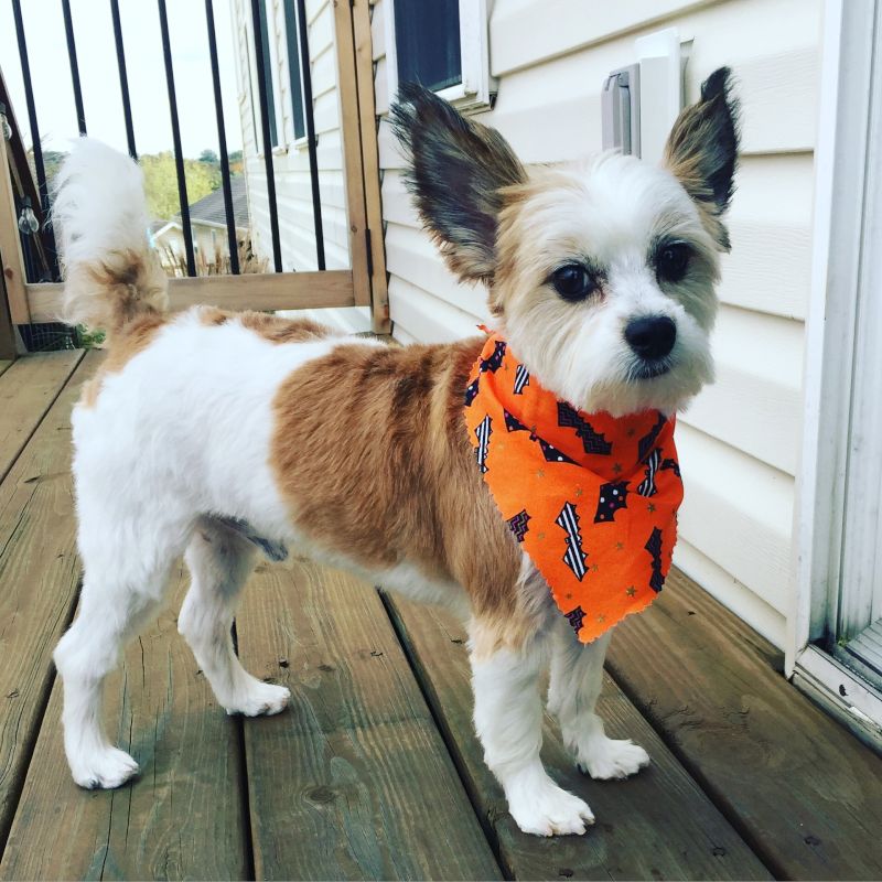 Our Pup, Mr. Bingley