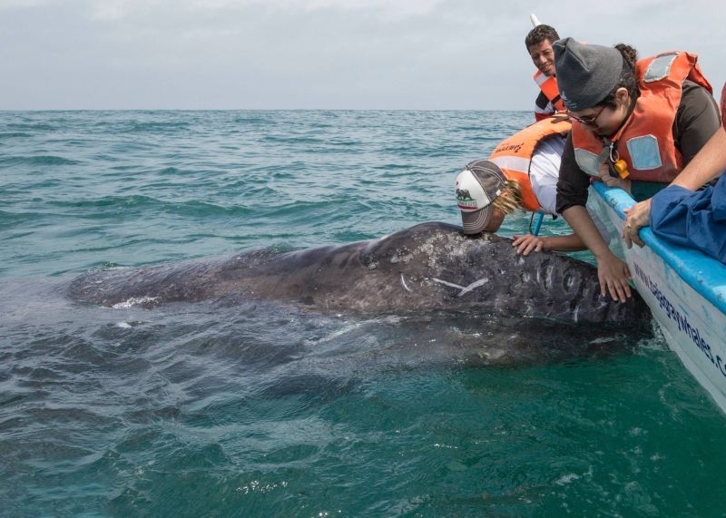 Alicia Kissing a Baby Gray Whale