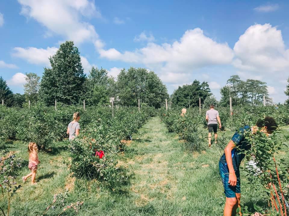 Blueberry Picking in Ohio