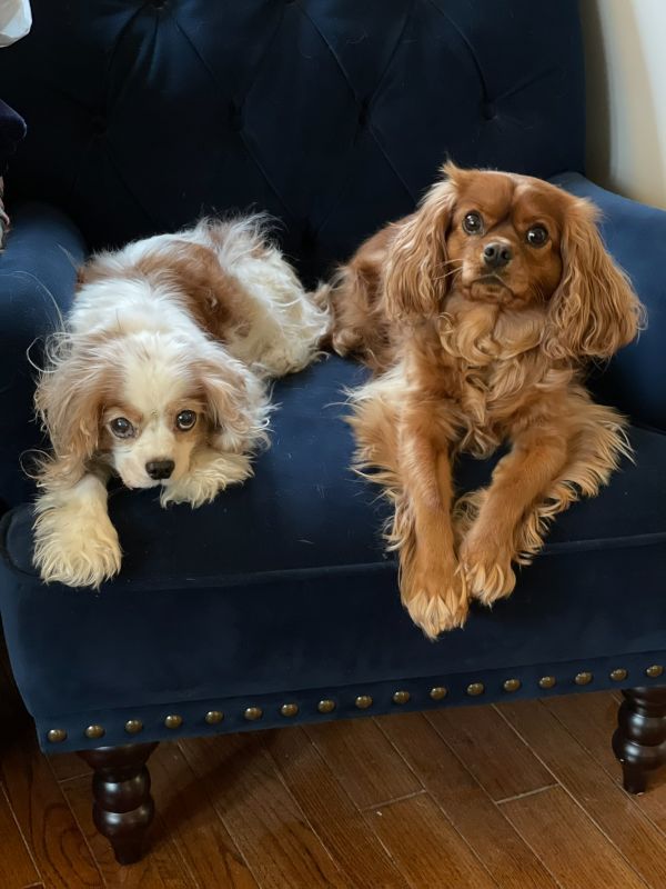 Our Pups - Midas & Zeus
