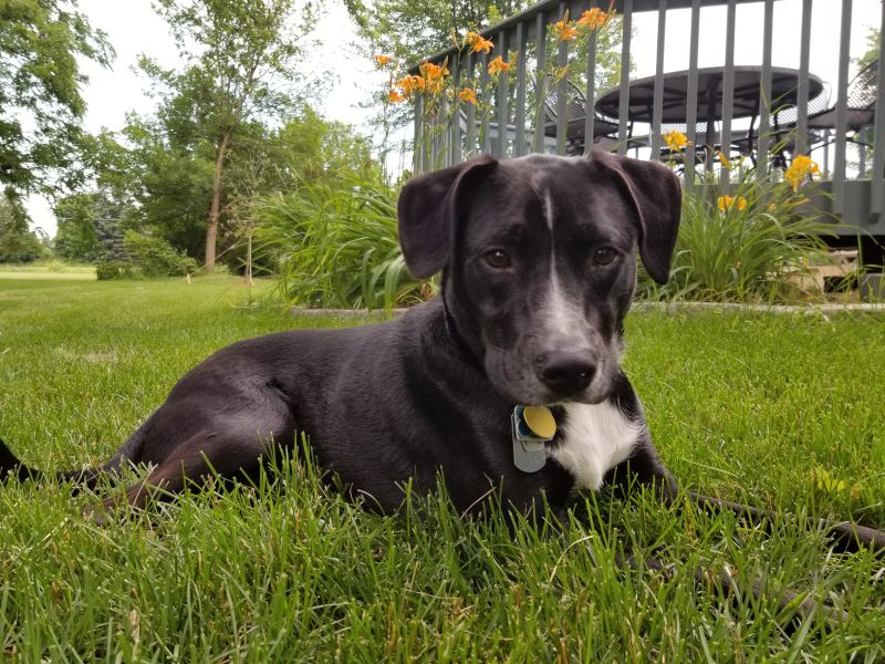 Our Dog, Ink