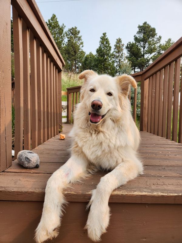 Willow Lounging Outside