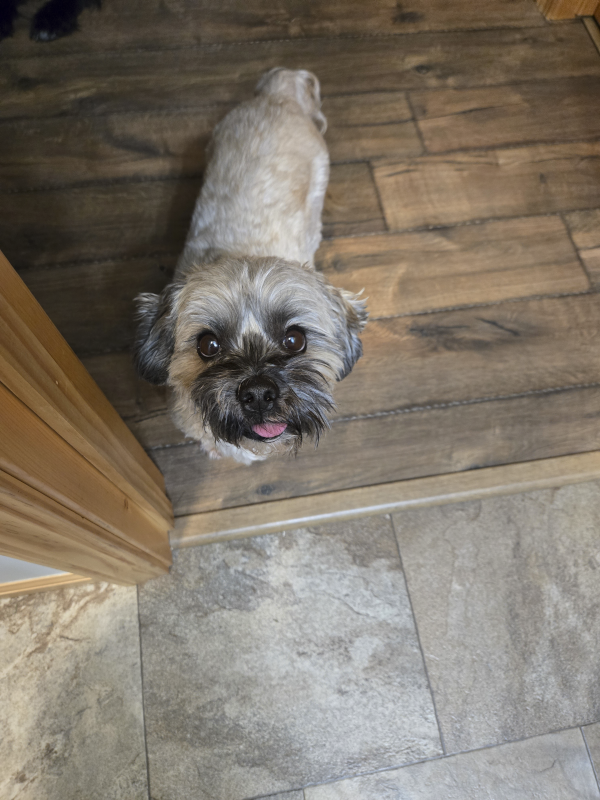 Our Dog Teddy