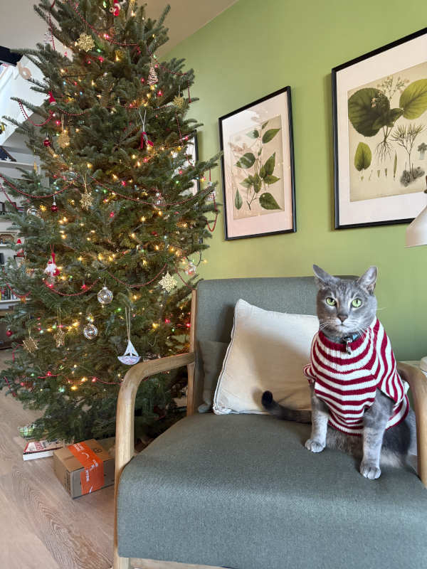 Nimbus in His Holiday Sweater, Supervising the Tree