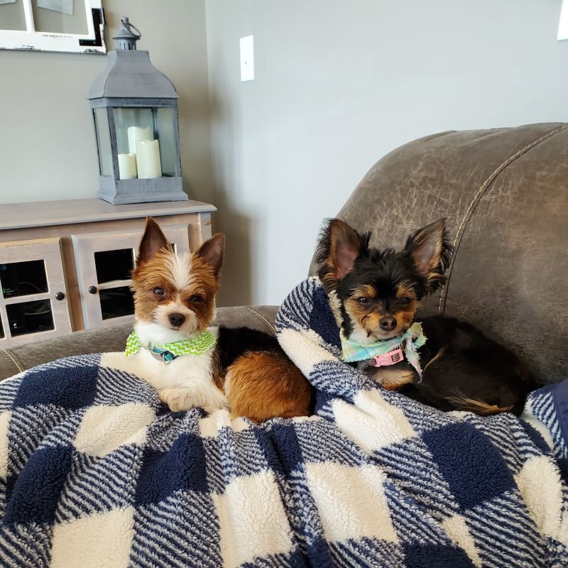 Our Puppers