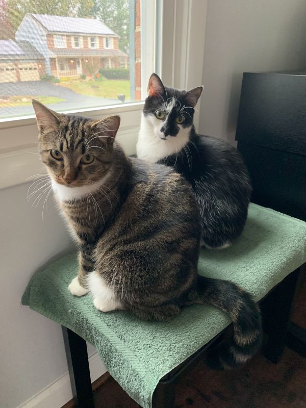 Our Cats, Denali & Kondike