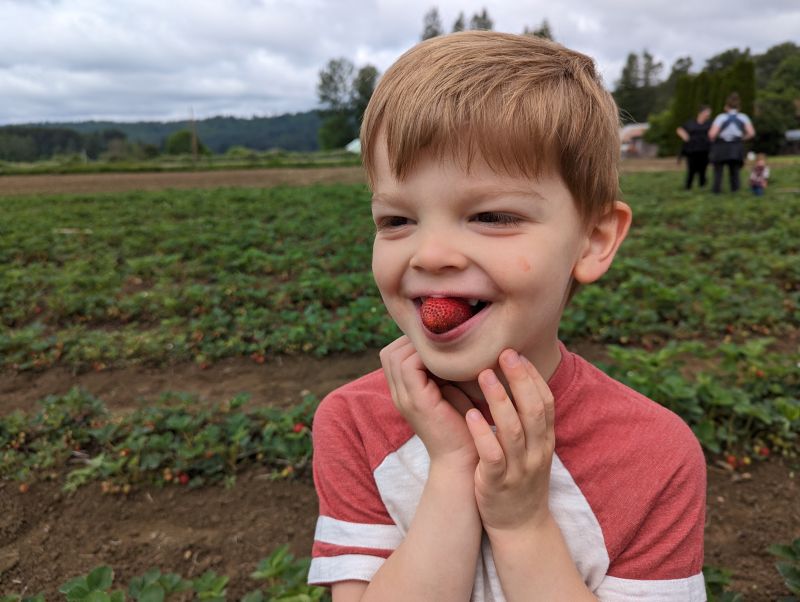 Theo Enjoying a Fresh Strawberry at a Local Farm